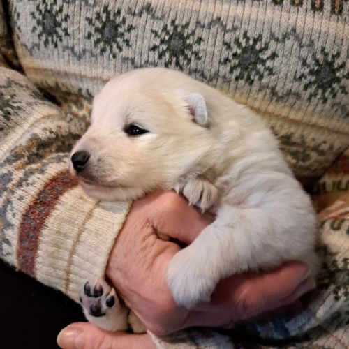 Magnifiques chiots spitz jap lof #1