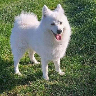 Magnifiques chiots spitz jap lof #2