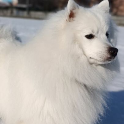 Magnifiques chiots spitz jap lof #3