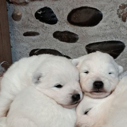 Magnifiques chiots spitz jap lof