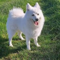Magnifiques chiots spitz jap lof #2