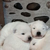 Magnifiques chiots spitz jap lof #0