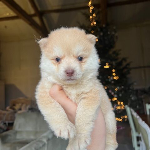 Pomsky à vendre #2