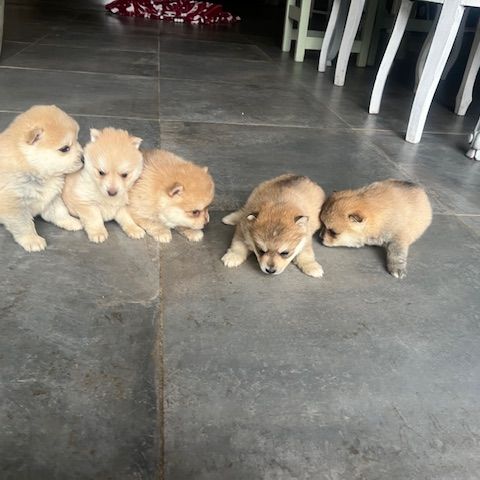 Pomsky à vendre #7