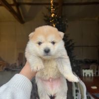 Pomsky à vendre #4