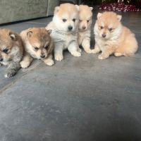 Pomsky à vendre #6