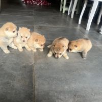 Pomsky à vendre #7