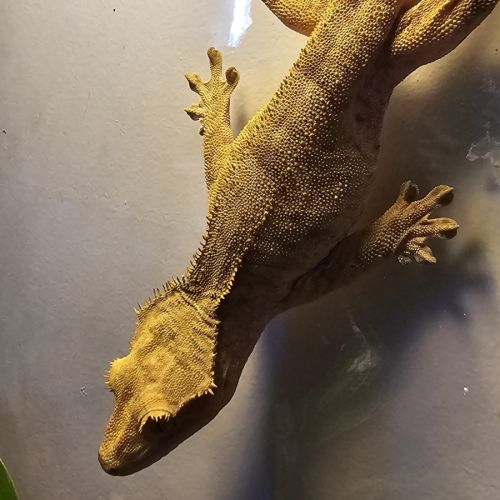 Vends geckos ciliatus correlophus #1