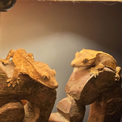 Vends geckos ciliatus correlophus #2