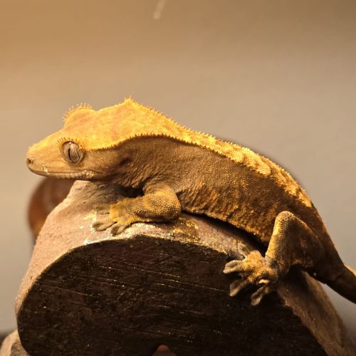 Vends geckos ciliatus correlophus #3
