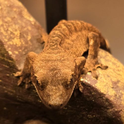 Vends geckos ciliatus correlophus #0