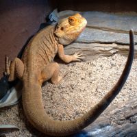 Tres gentil pogona male