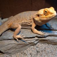 Tres gentil pogona male #2