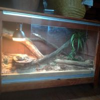 Tres gentil pogona male #3