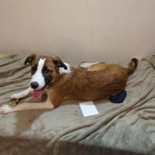 Chien amadeus à l adoption