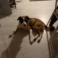 Chien amadeus à l adoption #3