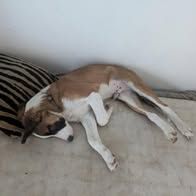 Chien amadeus à l adoption #2