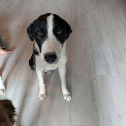 Chien apollon à l adoption