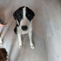 Chien apollon à l adoption #0