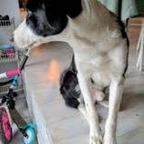 Chien apollon à l adoption #2