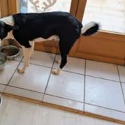 Chien apollon à l adoption #3