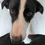 Chien apollon à l adoption #4