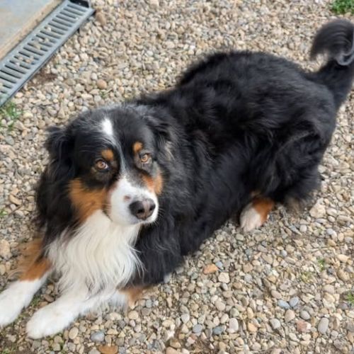 Chien osiris à l adoption