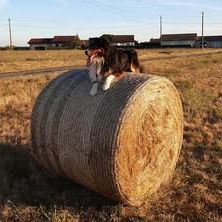 Chien osiris à l adoption #2