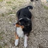 Chien osiris à l adoption #4