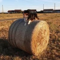 Chien osiris à l adoption #2