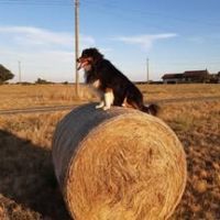 Chien osiris à l adoption #3