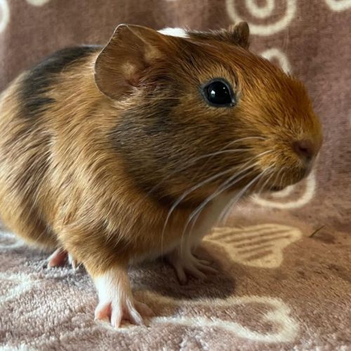 Bébé cochon d'inde