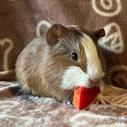 Bébé cochon d'inde