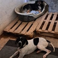 Ilde, jeune chien de moins d'1 an, très affectueux #3