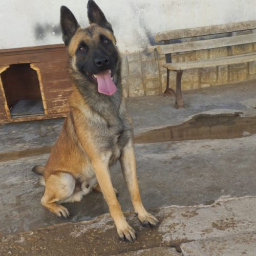 Magnifique berger belge malinois, 2 ans #3