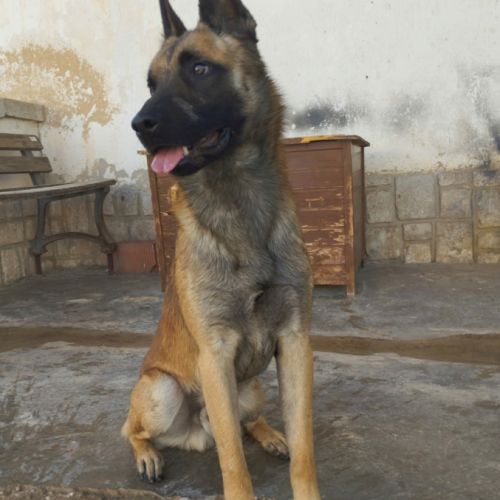 Magnifique berger belge malinois, 2 ans