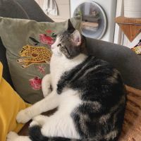 Miloé est en quête d’un foyer aimant #3