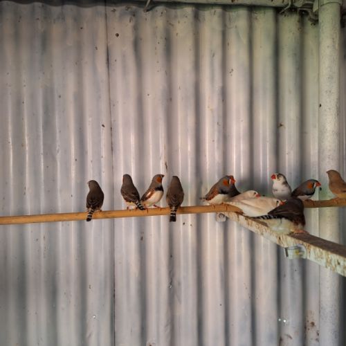 Mandarins à vendre #2