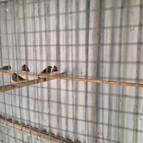 Mandarins à vendre #3