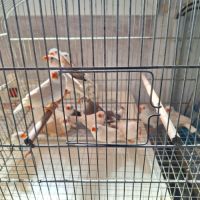 Mandarins à vendre #1