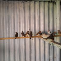 Mandarins à vendre #2