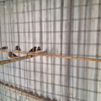 Mandarins à vendre #3