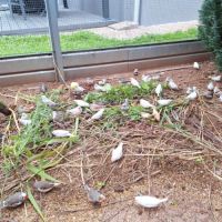 Mandarins à vendre #0