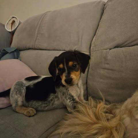 Asko, le plus mignon #1