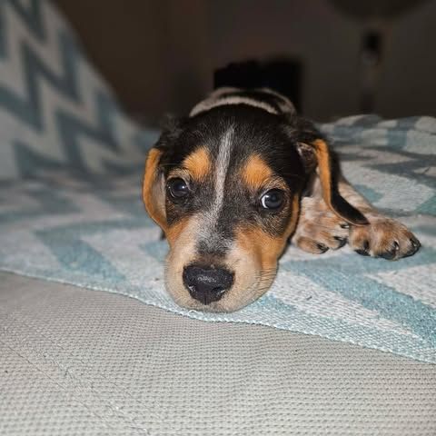 Asko, le plus mignon #0