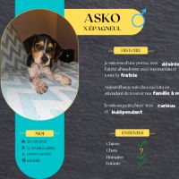 Asko, le plus mignon #4