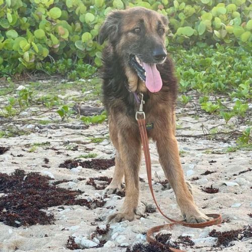 Bobby, l'adorable x berger #0