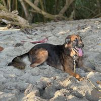 Bobby, l'adorable x berger #1