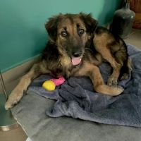 Bobby, l'adorable x berger #3