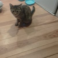 Chat naya à l adoption